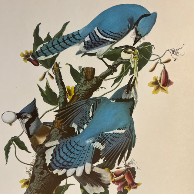 1960s Audubon Birds of America print, Blue Jay, ready to mat and frame.