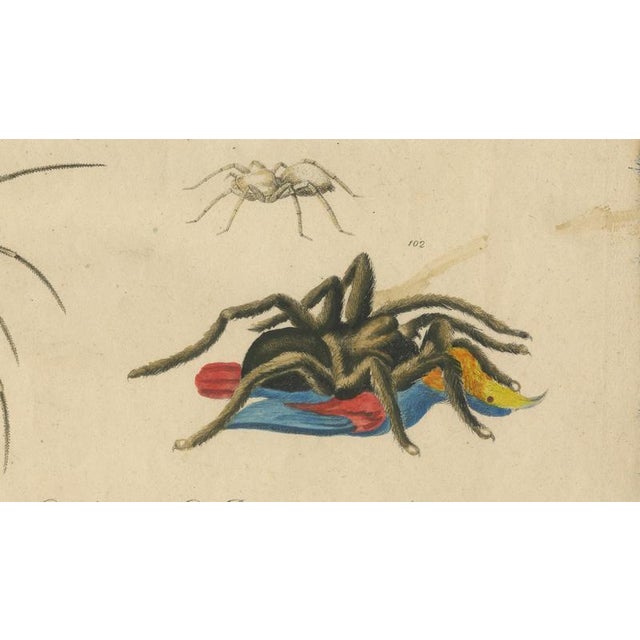 Paper Brodtmann, Fleas, Tarantula & Spiders, 1816, Lithograph For Sale - Image 7 of 11