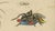 Paper Brodtmann, Fleas, Tarantula & Spiders, 1816, Lithograph For Sale - Image 7 of 11