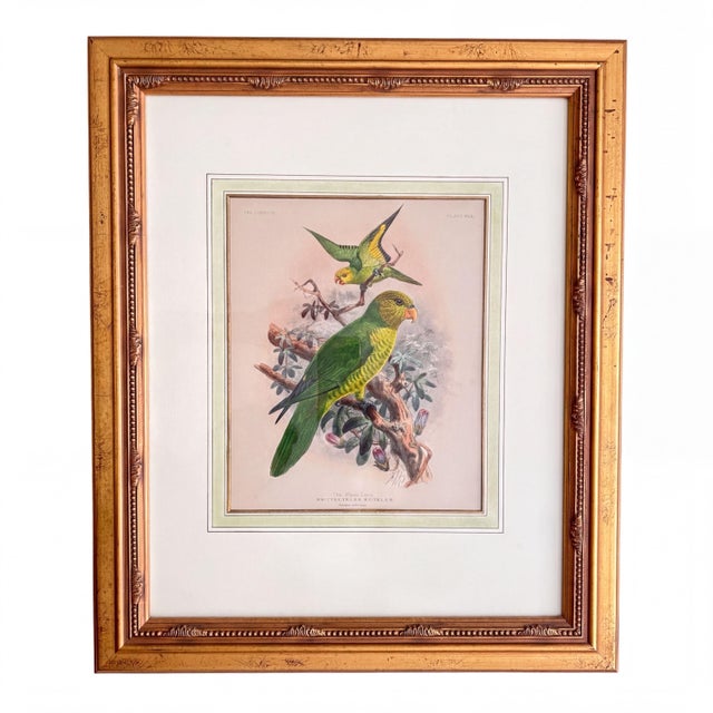 Designed with collectors of vintage ornithology, framed wall decor, and lovers of tropical bird art in mind, this pair of...