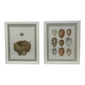19th Century British Naturalist Color Illustration Reproduction Prints- Set of 2