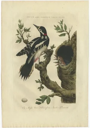 Sepp & Nozeman, Bird Illustration of the Great Spotted Woodpecker, 1770, Print