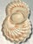 Mid-Century Modern Mid 20th Century Mid Century Modern Fitz and Floyd Chip and Dip Seashell Serving Platter For Sale - Image 3 of 4
