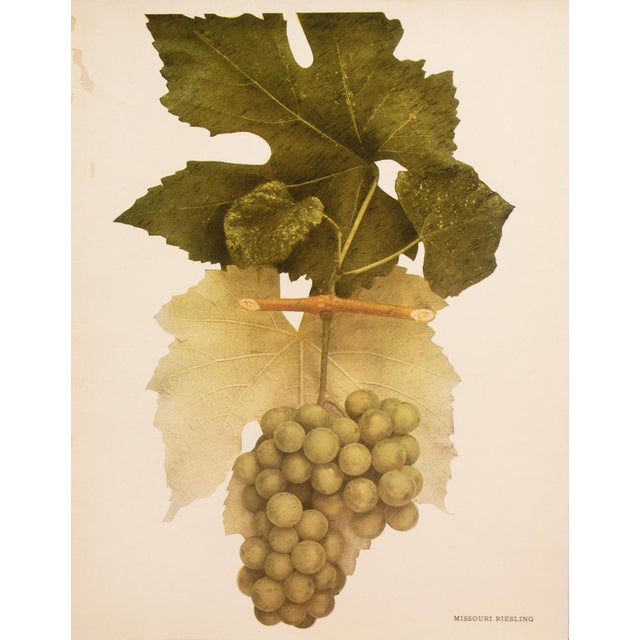 Paper 1900s U. P. Hedrick, Original Antique Photogravure of Missouri Riesling For Sale - Image 7 of 7