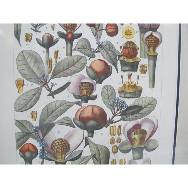 Illustration Antique L Pierre & E Delpy Hand Colored Framed Botanical Print Plate 89 For Sale - Image 3 of 9