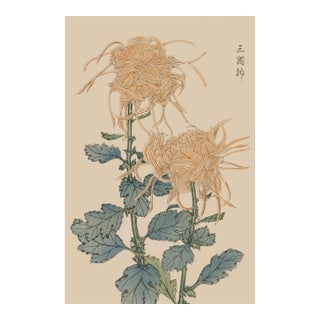 Spider Chrysanthemum Pair by Hasegawa Japanese Botanical Art Print, 8" X 12" For Sale