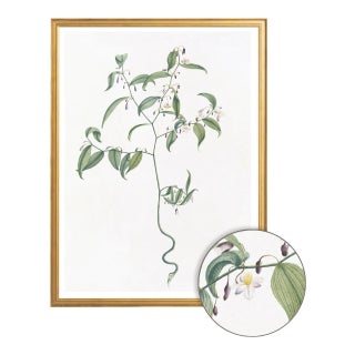 Celerie Kemble Curated Australian Botanical VII (16x20) in Gold Frame For Sale