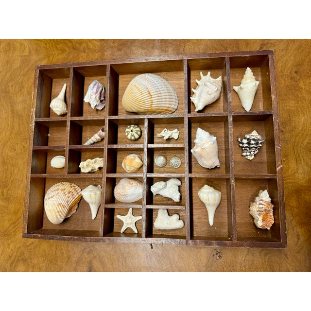 Nautical Antique Typewriter Drawer With Shell Collection For Sale - Image 3 of 6