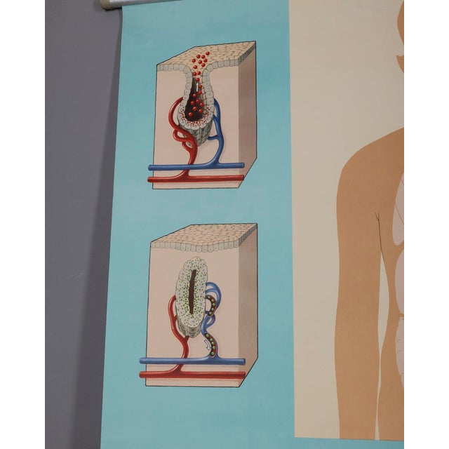 Vintage School Poster Hormones, the Bodys Active Substances from Lehrmittelverlag Wilhelm Hagemann, 1970s For Sale - Image 6 of 10