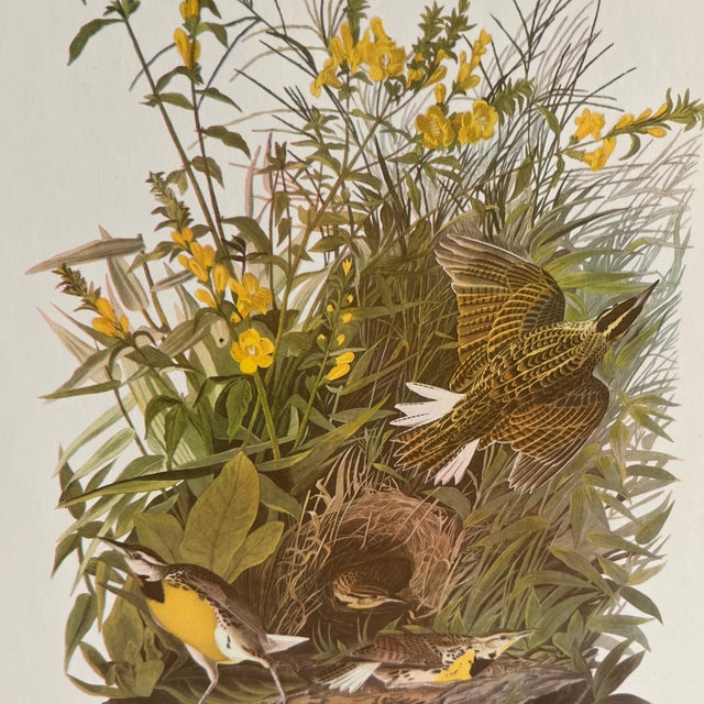 1960s Audubon Birds of America print, Meadowlark, ready to mat and frame.