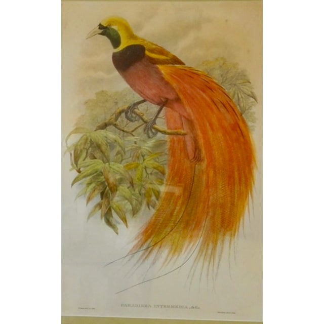 English Original 19th-Century John Gould “Paradisaea Intermedia” Hand-Colored Lithograph For Sale - Image 3 of 9