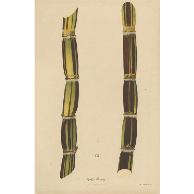 Antique sugarcane chromolithograph, teboe gedang, java 1892 this large chromolithographic plate depicts a single named...