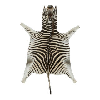 Rug & Kilim’s Contemporary Burchell Zebra Hide With Classic Black Stripes For Sale