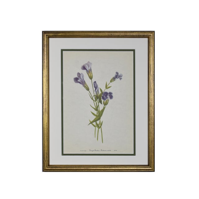 This beautiful set of 6 framed original vintage botanical wild flower prints were published in 1950s,1960s and 1970s They...