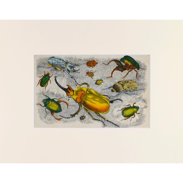 19th Century hand colored engraving of beetles by A. Fullarton & Co., London for "A History of the Earth and Animated...