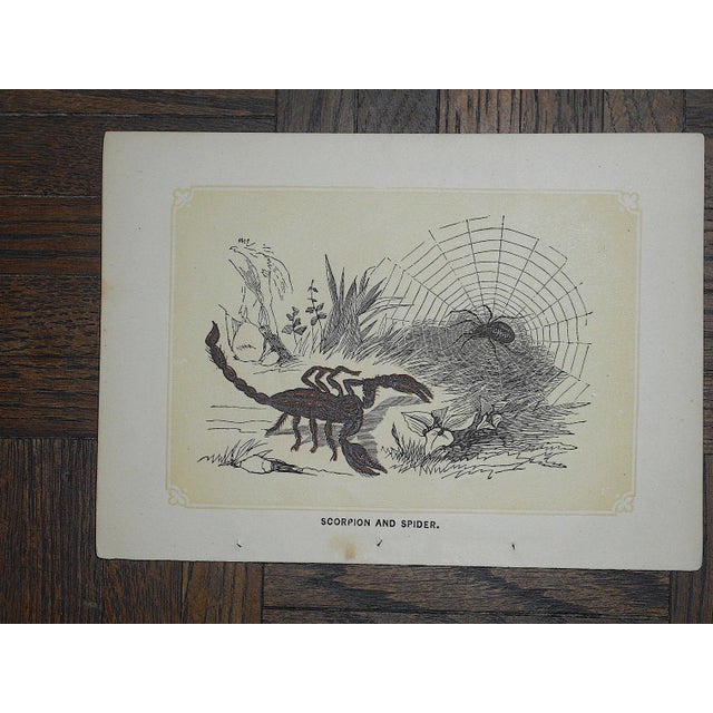 Late 19th Century Antique 19th Century Lithographs - Insects - Set of 5 For Sale - Image 5 of 7
