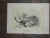 Late 19th Century Antique 19th Century Lithographs - Insects - Set of 5 For Sale - Image 5 of 7