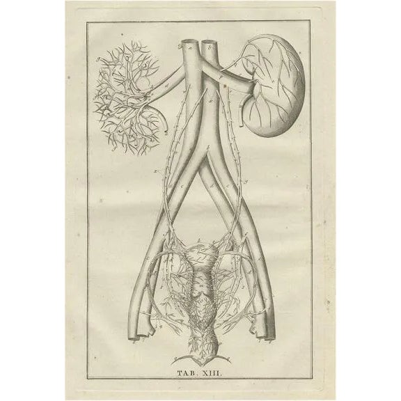 Bartolomeo Eustachi, Anatomy Illustration of the Endocrine System Showing Kidneys, Uterus, 1798, Print For Sale
