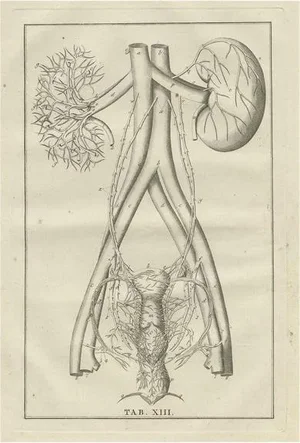 Bartolomeo Eustachi, Anatomy Illustration of the Endocrine System Showing Kidneys, Uterus, 1798, Print