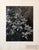 Samuel Gottscho, Vintage Silver Gelatin Signed Photograph Samuel Gottscho Garden Flowers Photo NY, c.1960s For Sale