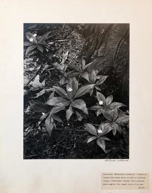 Samuel Gottscho, Vintage Silver Gelatin Signed Photograph Samuel Gottscho Garden Flowers Photo NY, c.1960s