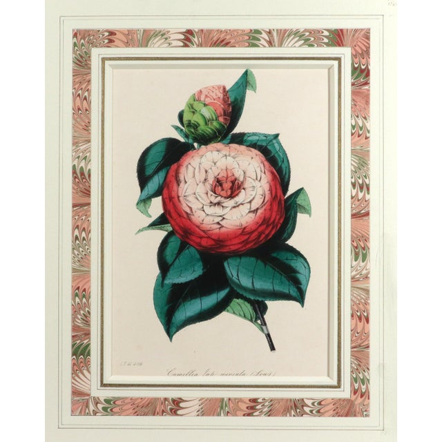Paper Antique Botanical Prints by Sir Joseph Paxton From the Magazine of Botany For Sale - Image 7 of 17