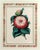 Paper Antique Botanical Prints by Sir Joseph Paxton From the Magazine of Botany For Sale - Image 7 of 17