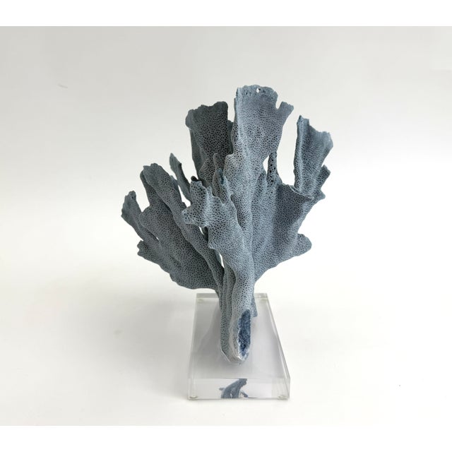 Natural Blue Coral Specimen on Acrylic Base For Sale - Image 4 of 7