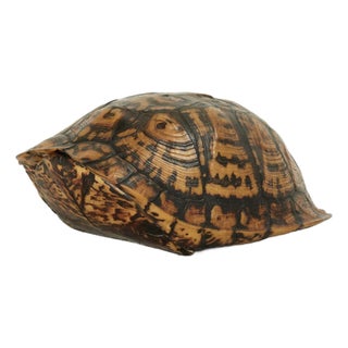 Antique Petite Box Turtle Shell For Sale