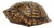 Antique Petite Box Turtle Shell For Sale