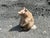 Handcrafted Bear Figurine in Soapstone, Germany, 1970s For Sale - Image 13 of 15