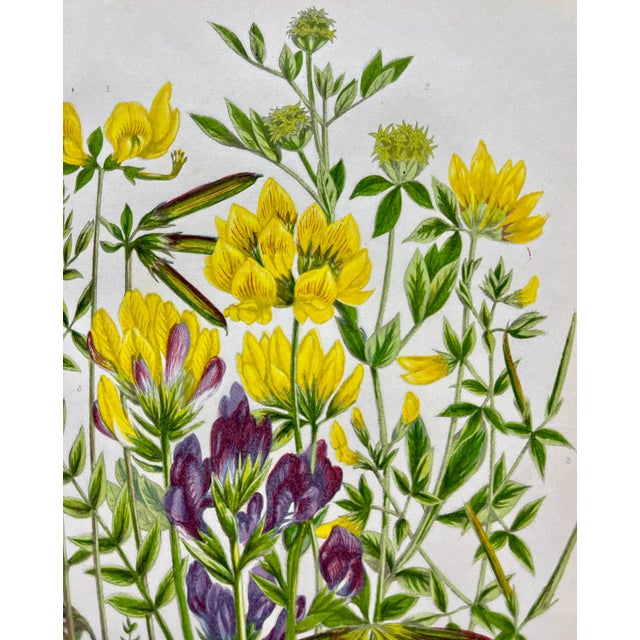 Antique W. Dickes Botanical Print From England Showcasing Yellow & Purple Varieties of Trefoil Flowers and Oxytropis Plants - Circa 1870 For Sale - Image 9 of 11