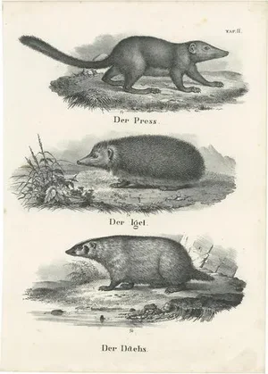 Schinz, Rodents Including a Hedgehog and Badger, 1845, Print