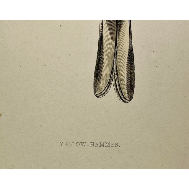 Antique Hand Tinted Bird Print From England Featuring a Vibrant Yellow Hammer - Circa 1880 For Sale - Image 10 of 11