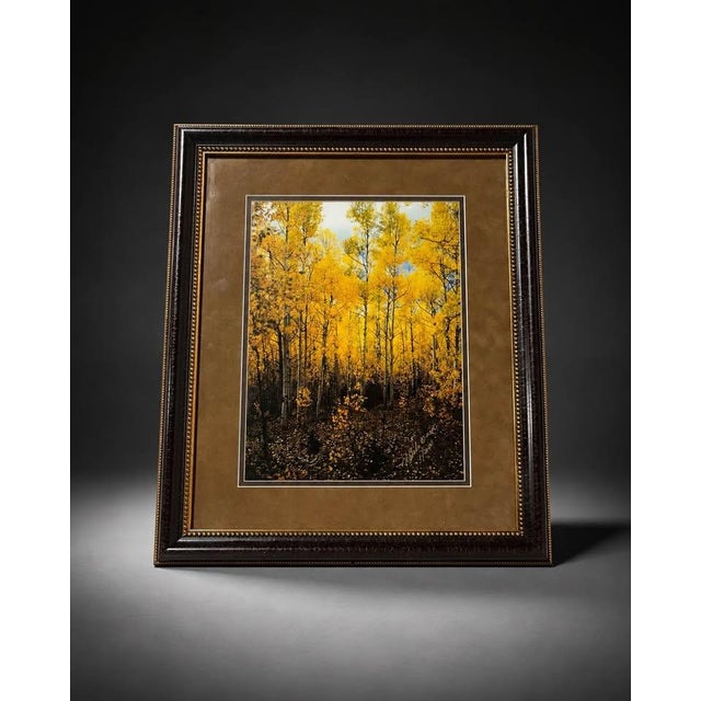 2020s Framed Autumn Forest Print With Yellow Trees For Sale - Image 5 of 5