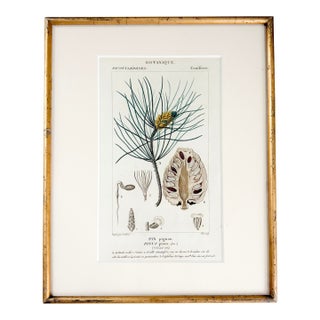 Antique "Conifères" Framed Botanical Etched Illustration, 1800's French Pine Tree Art For Sale