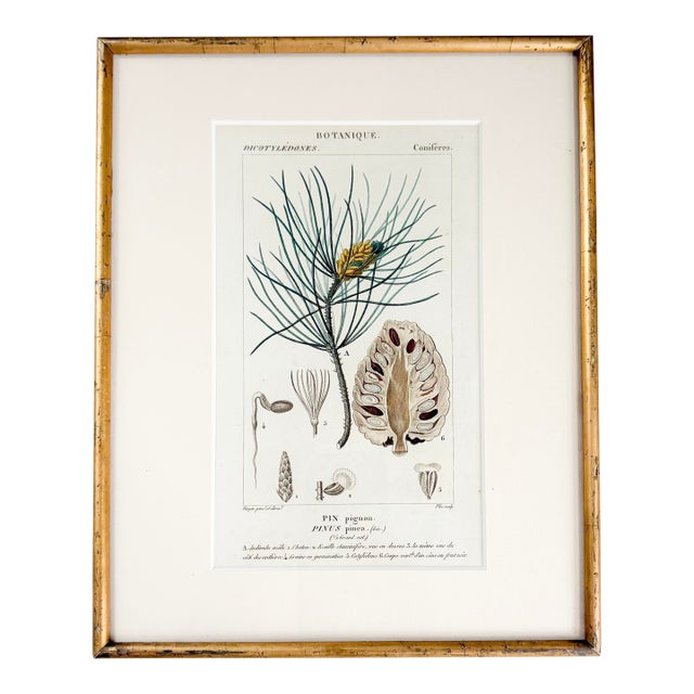 Antique "Conifères" Framed Botanical Etched Illustration, 1800's French Pine Tree Art For Sale