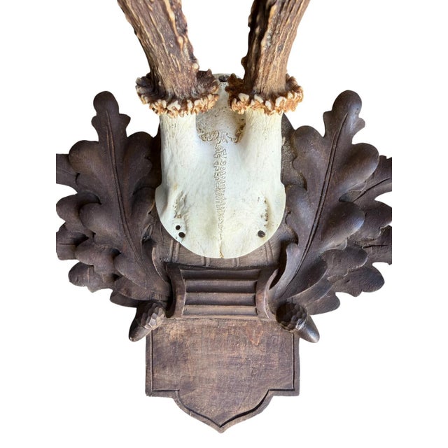 1910s Roe Deer Trophy 117 Black Forest Antlers For Sale - Image 4 of 5