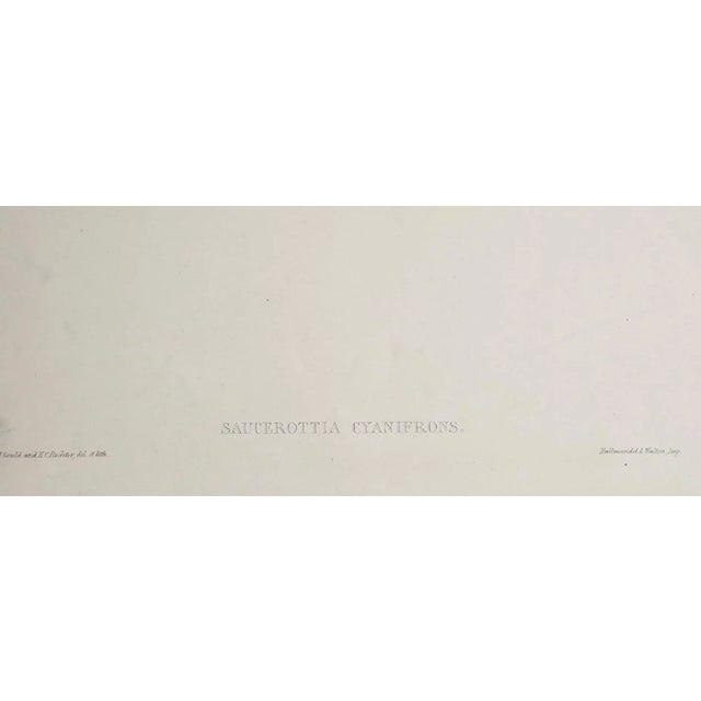 Printmaking Materials Hummingbirds: 19th C. Gould Hand-Colored "Cyanifrons", Blue-Capped Saucerottia, 1850 For Sale - Image 7 of 8