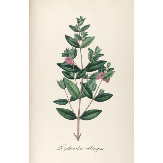 Antique Botanical Set of 6, Early 19th Century Reproduction Prints For Sale - Image 10 of 10