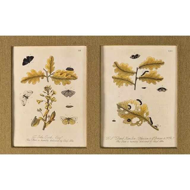 English Hand-Colored Engravings of Butterflies and Caterpillars, Early 18th Century For Sale - Image 3 of 4