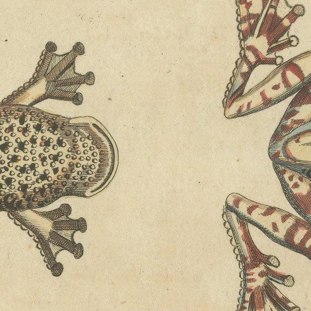Beige Bertuch, Four Colourful Tree Frogs, 1815, Print For Sale - Image 8 of 12