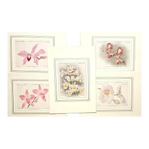 1896-1907 RARE_Set of 5-Antique Orchid Botanical Chromolithographs