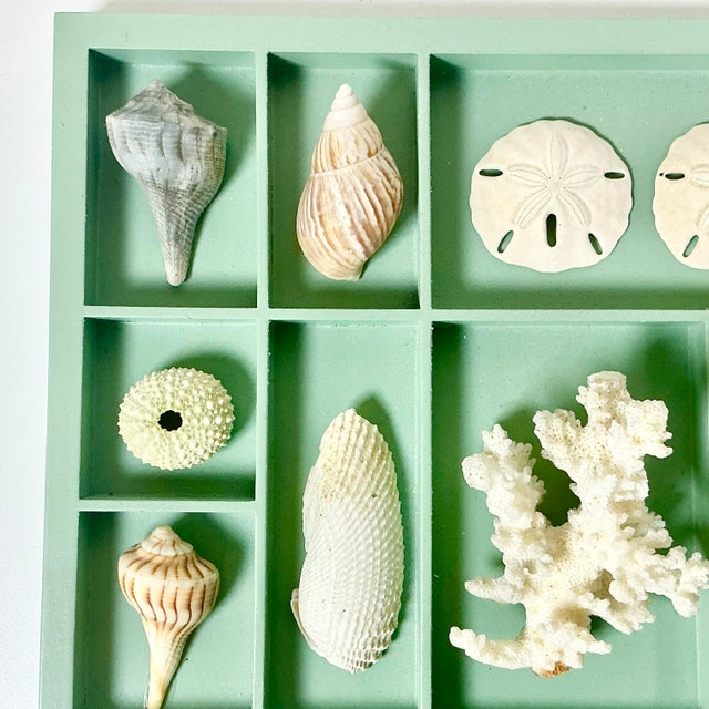 Late 20th Century Vintage Coastal Boho Chic Seashell Collection, Sage Divided Shadowbox Decorative Object For Sale - Image 5 of 9