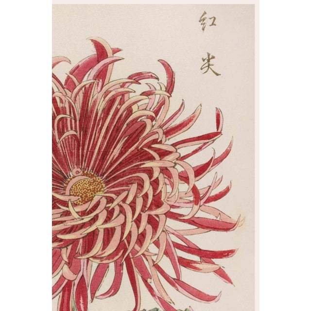 Japanese Red Chrysanthemum by Hasegawa, Vintage Japanese Botanical Art Print, 40" X 60" For Sale - Image 3 of 9