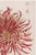 Japanese Red Chrysanthemum by Hasegawa, Vintage Japanese Botanical Art Print, 40" X 60" For Sale - Image 3 of 9