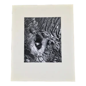 “Cottonwood Tree” by Dean W Hand 1960 Black and White Modernist Photograph