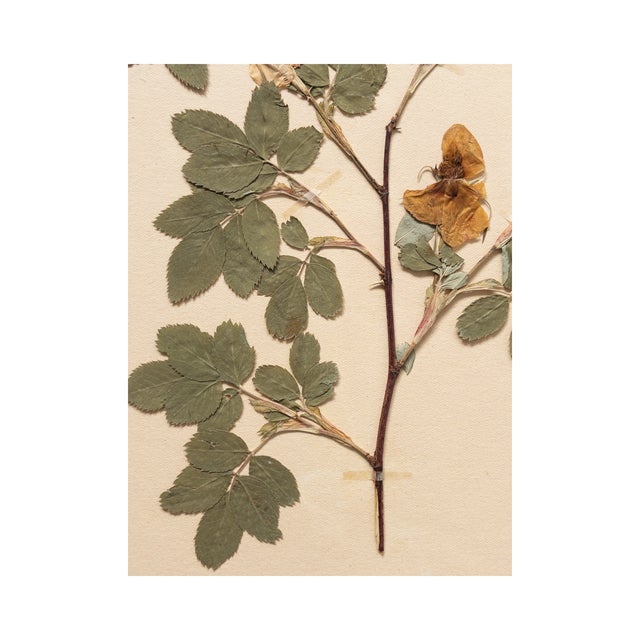 Rustic European Vintage Swedish Herbarium - Cinnamon Rose, Circa 1933 For Sale - Image 3 of 6