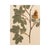 Rustic European Vintage Swedish Herbarium - Cinnamon Rose, Circa 1933 For Sale - Image 3 of 6