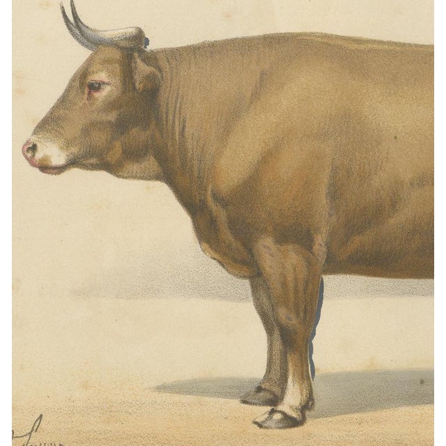 19th Century Borie, Bresse Ox, French Cattle Breed, 1863, Chromolithograph For Sale - Image 5 of 9